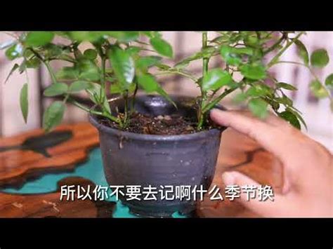 玫瑰栽種|[指南]：玫瑰花種植入門：全方位種植攻略，輕鬆養出。